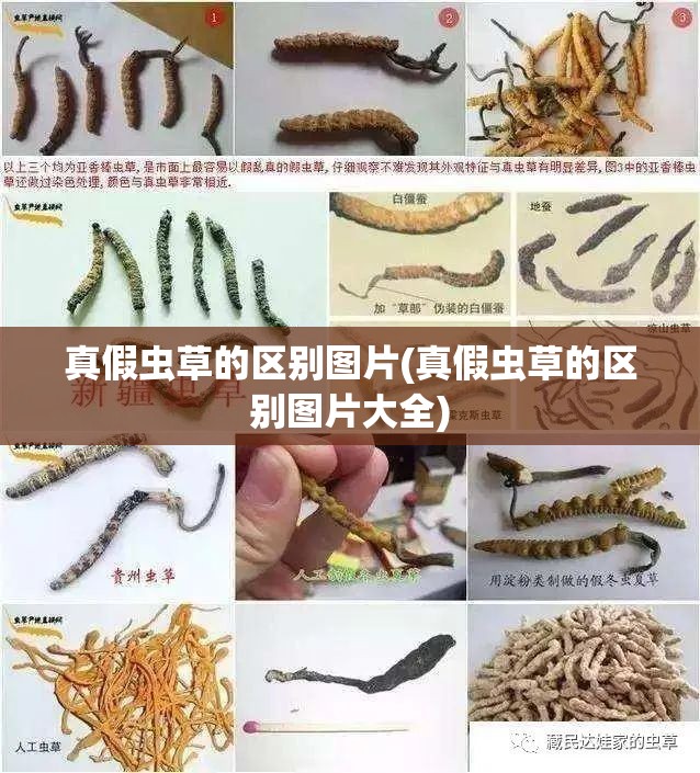 真假虫草的区别图片(真假虫草的区别图片大全)