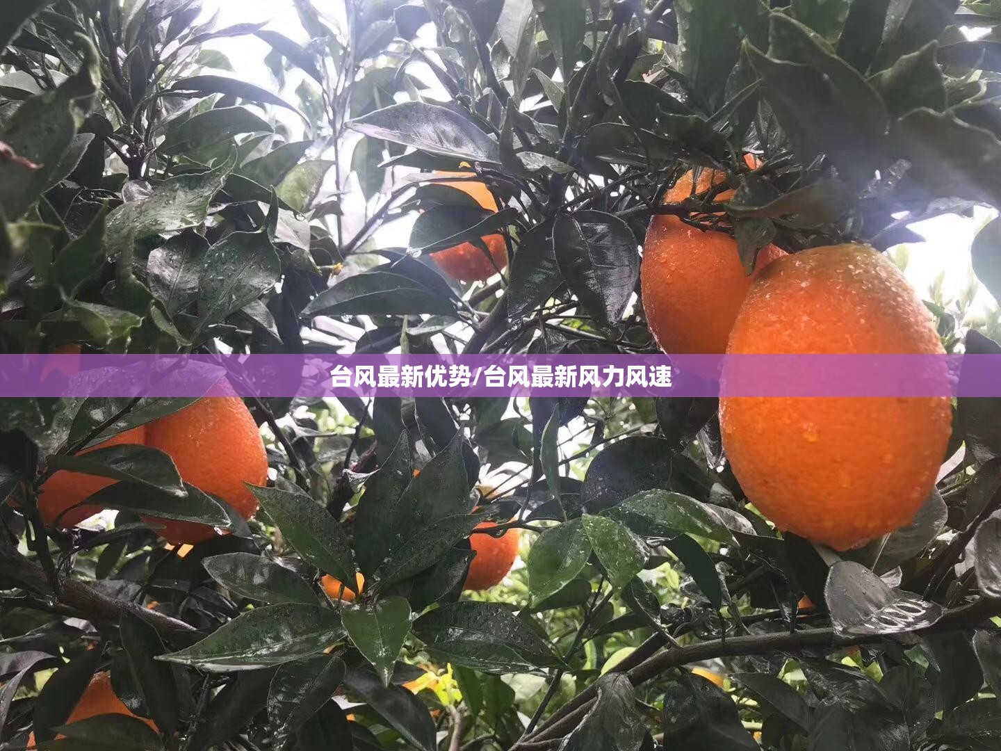 台风最新优势/台风最新风力风速