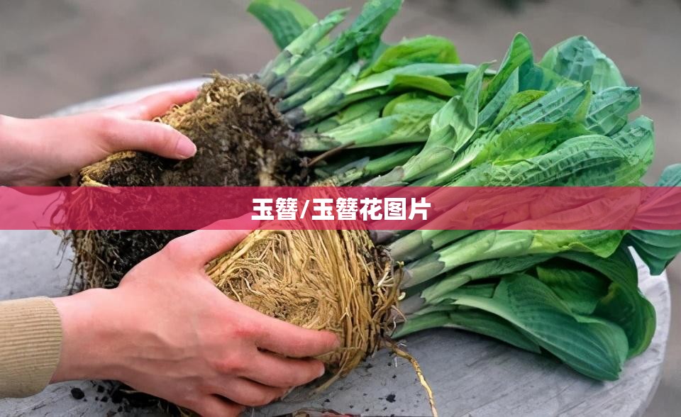 玉簪/玉簪花图片 玉簪/玉簪花图片
