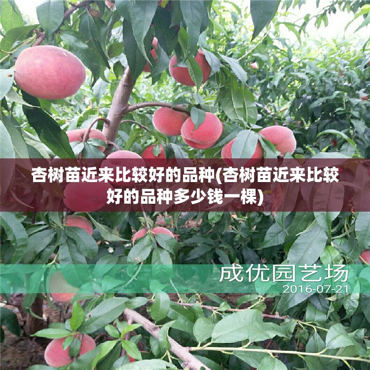 杏树苗近来比较好的品种(杏树苗近来比较好的品种多少钱一棵) 杏树苗近来比较好的品种(杏树苗近来比较好的品种多少钱一棵)
