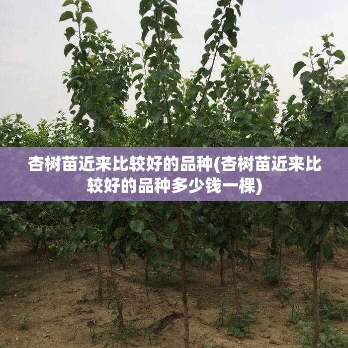 杏树苗近来比较好的品种(杏树苗近来比较好的品种多少钱一棵) 杏树苗近来比较好的品种(杏树苗近来比较好的品种多少钱一棵)