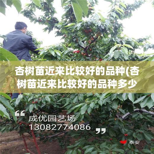 杏树苗近来比较好的品种(杏树苗近来比较好的品种多少钱一棵) 杏树苗近来比较好的品种(杏树苗近来比较好的品种多少钱一棵)