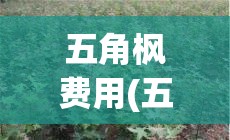 五角枫费用(五角枫费用多少钱一棵)