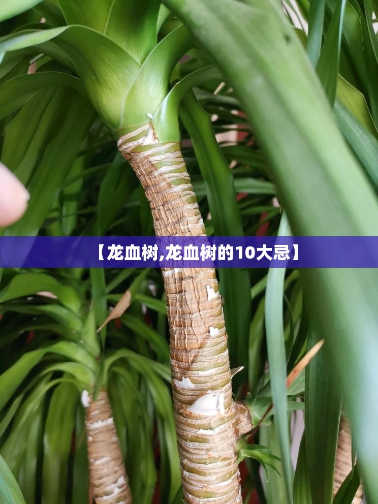 【龙血树,龙血树的10大忌】