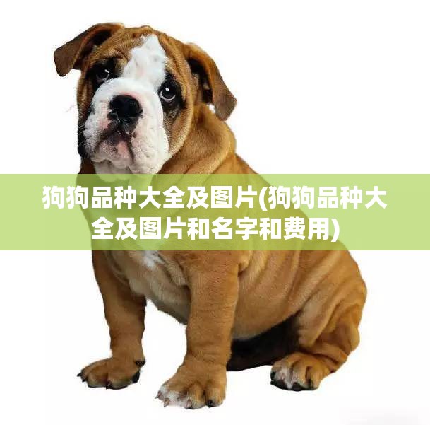狗狗品种大全及图片(狗狗品种大全及图片和名字和费用)