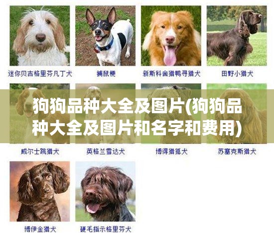 狗狗品种大全及图片(狗狗品种大全及图片和名字和费用)