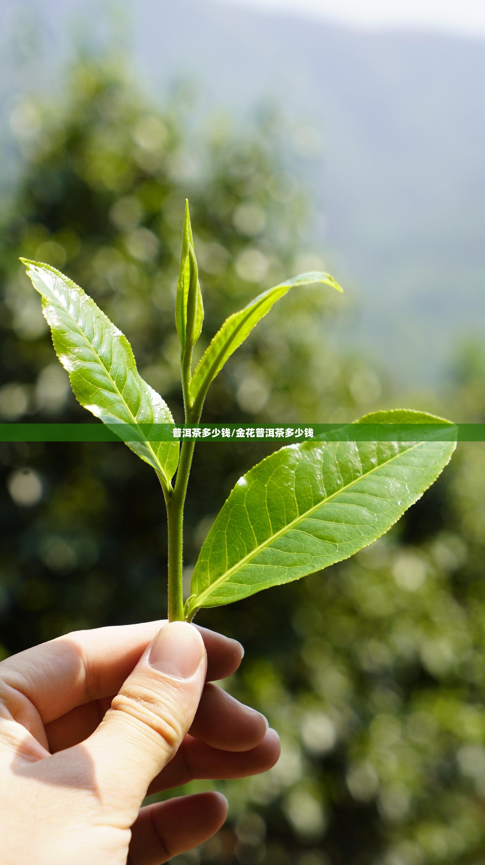 普洱茶多少钱/金花普洱茶多少钱