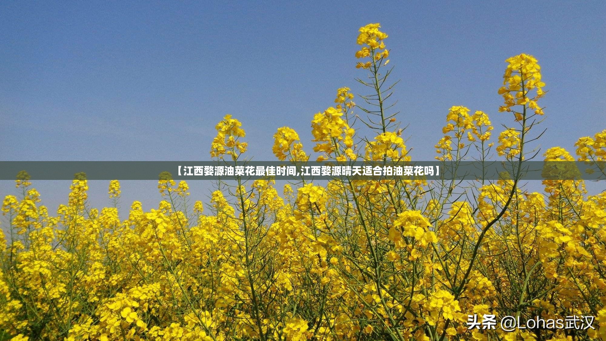 【江西婺源油菜花最佳时间,江西婺源晴天适合拍油菜花吗】