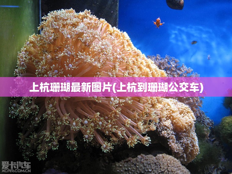 上杭珊瑚最新图片(上杭到珊瑚公交车) 上杭珊瑚最新图片(上杭到珊瑚公交车)