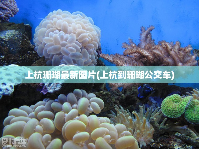 上杭珊瑚最新图片(上杭到珊瑚公交车) 上杭珊瑚最新图片(上杭到珊瑚公交车)