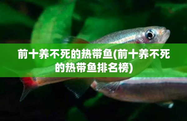 前十养不死的热带鱼(前十养不死的热带鱼排名榜) 前十养不死的热带鱼(前十养不死的热带鱼排名榜)