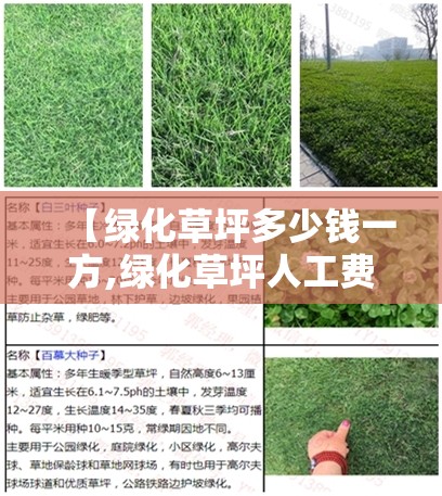【绿化草坪多少钱一方,绿化草坪人工费2023费用表】