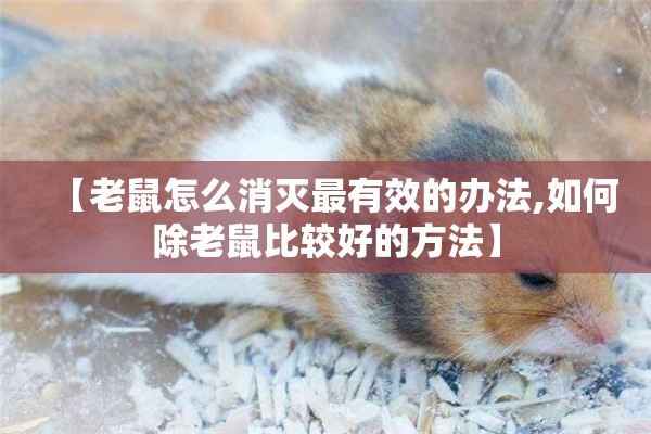 【老鼠怎么消灭最有效的办法,如何除老鼠比较好的方法】
