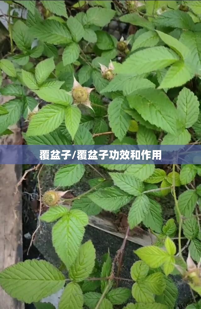 覆盆子/覆盆子功效和作用