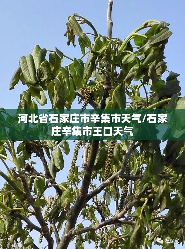 河北省石家庄市辛集市天气/石家庄辛集市王口天气 河北省石家庄市辛集市天气/石家庄辛集市王口天气