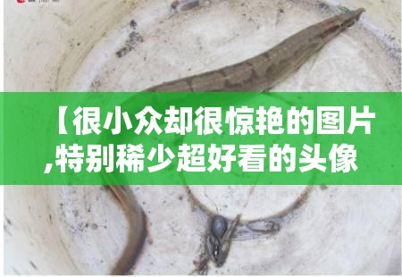 【很小众却很惊艳的图片,特别稀少超好看的头像】 【很小众却很惊艳的图片,特别稀少超好看的头像】