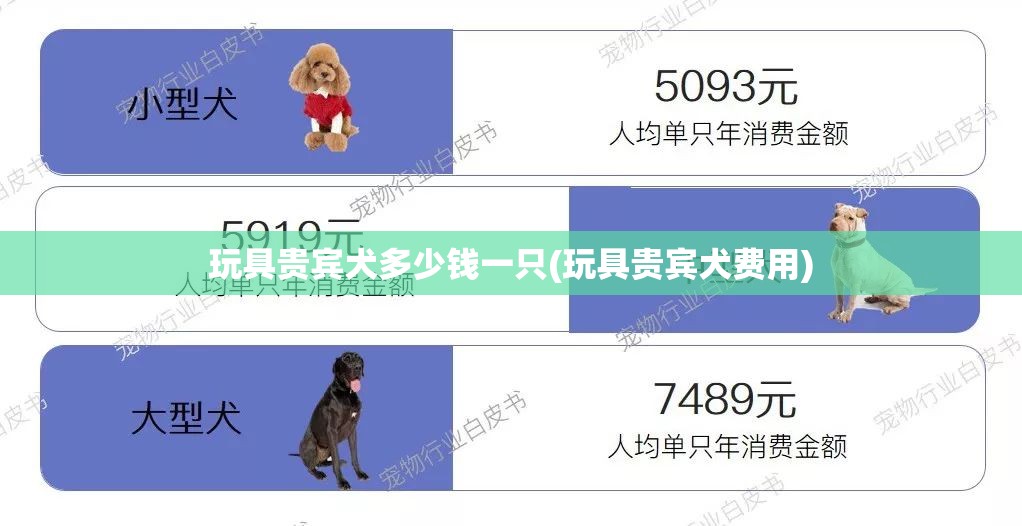 玩具贵宾犬多少钱一只(玩具贵宾犬费用) 玩具贵宾犬多少钱一只(玩具贵宾犬费用)