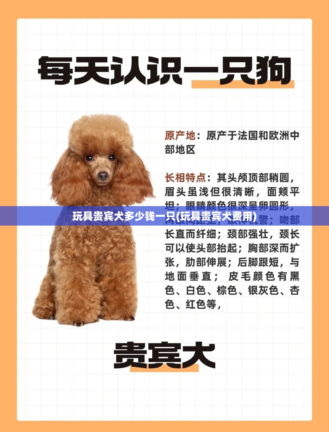 玩具贵宾犬多少钱一只(玩具贵宾犬费用) 玩具贵宾犬多少钱一只(玩具贵宾犬费用)