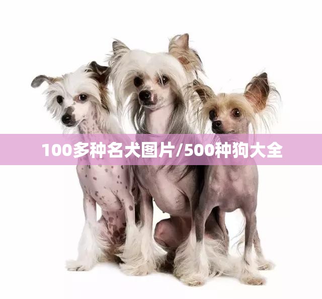 100多种名犬图片/500种狗大全