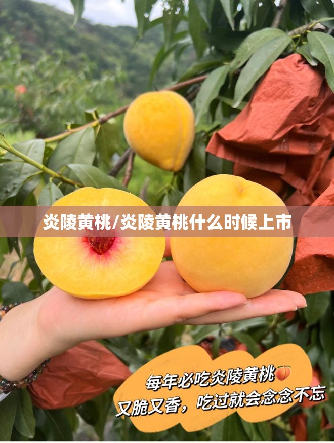 炎陵黄桃/炎陵黄桃什么时候上市 炎陵黄桃/炎陵黄桃什么时候上市