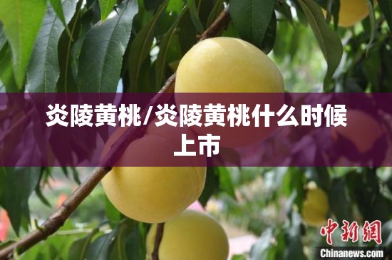 炎陵黄桃/炎陵黄桃什么时候上市 炎陵黄桃/炎陵黄桃什么时候上市